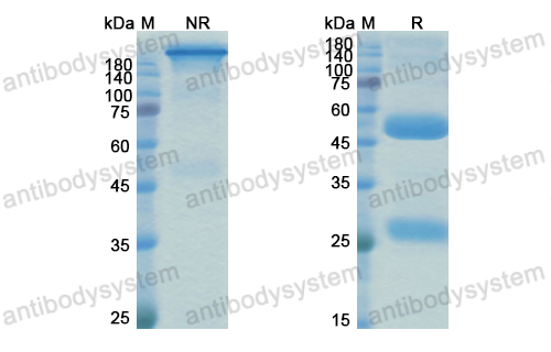 Research Grade Anti-Human CD340/ERBB2/HER2 & CD3E Antibody (M802)