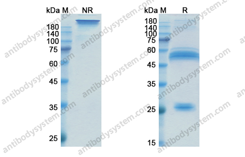 Research Grade Xentuzumab