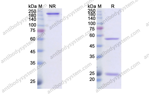Research Grade Dusigitumab