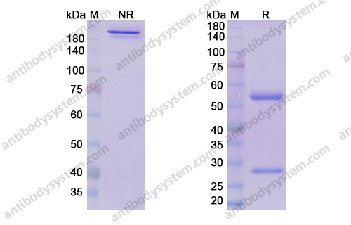 Research Grade Donanemab