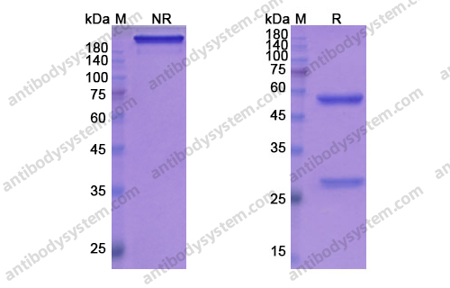 Research Grade Gantenerumab