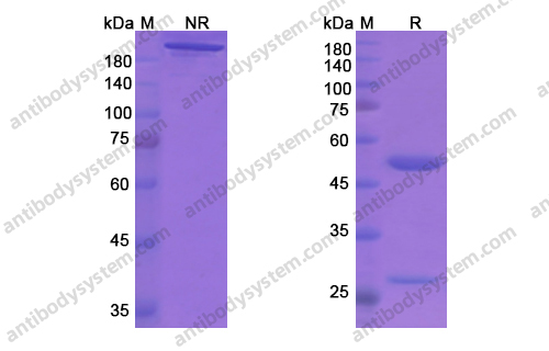 Research Grade Aducanumab