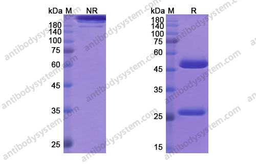 Research Grade Solanezumab