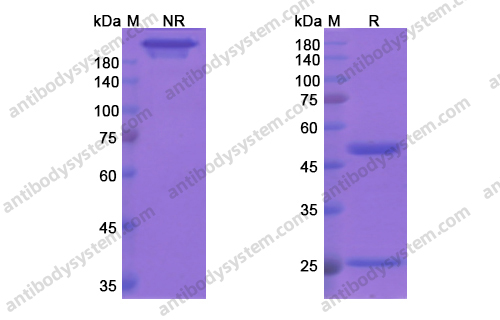 Research Grade Bapineuzumab