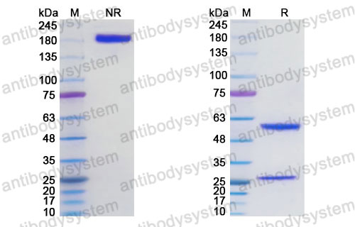 Research Grade Dalidnetug