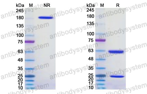 Research Grade Merinetug