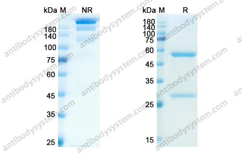 Research Grade Erlizumab