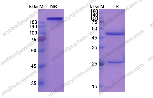 Research Grade Rovelizumab