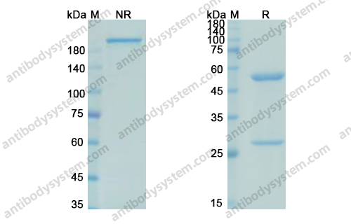 Research Grade Pascolizumab