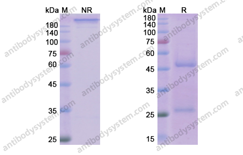 Research Grade Reslizumab