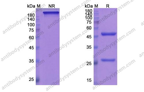 Research Grade Mepolizumab