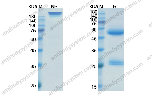 Research Grade Sirukumab
