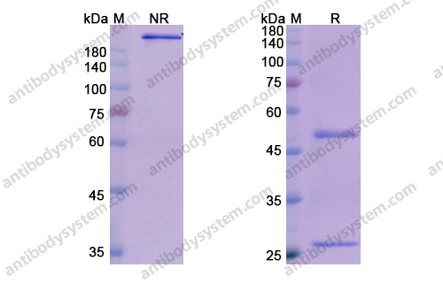 Research Grade Olokizumab