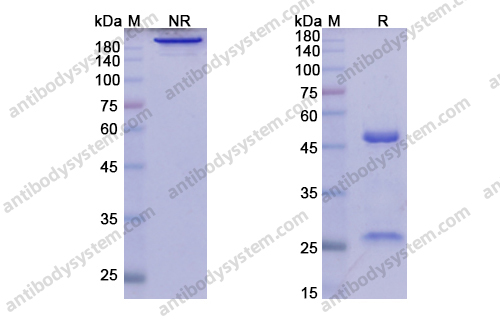 Research Grade Elsilimomab