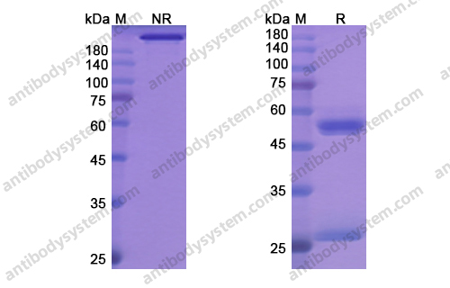 Research Grade Bersanlimab