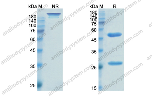Research Grade Enlimomab
