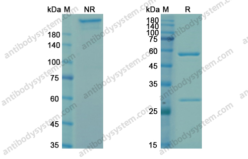 Research Grade Zolimomab