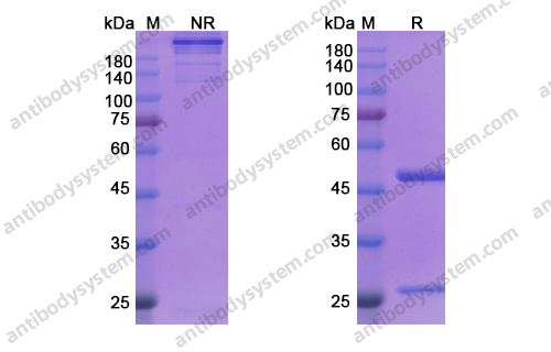Research Grade Siplizumab