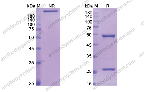 Research Grade Lumiliximab