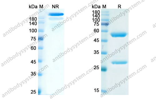 Research Grade Abituzumab