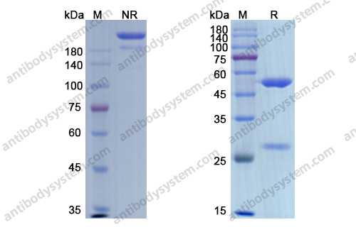Research Grade Etaracizumab