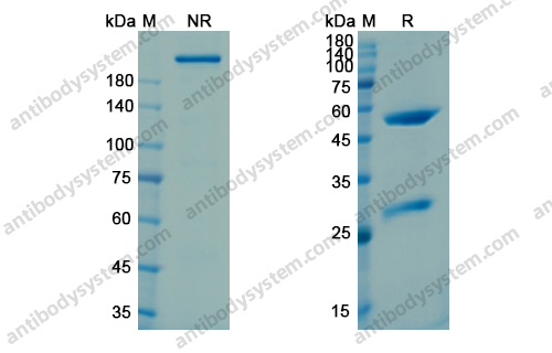 Research Grade Intetumumab