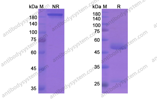 Research Grade Fremanezumab