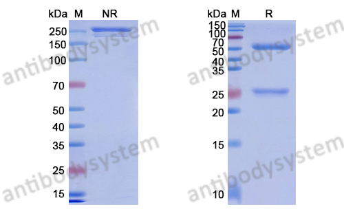 Research Grade Anti-Human ASGR1 (AMG 529)