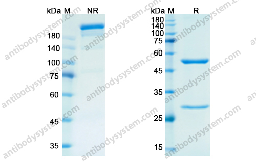 Research Grade Emactuzumab