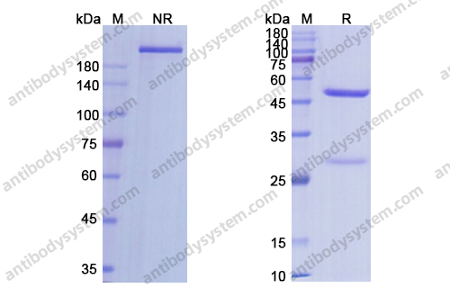Research Grade Axatilimab