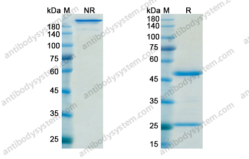 Research Grade Muromonab