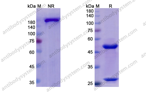 Research Grade Otelixizumab