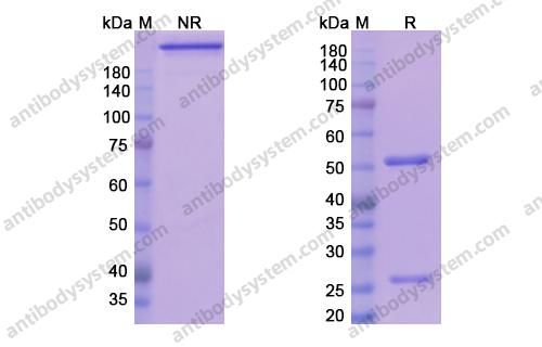 Research Grade Teplizumab