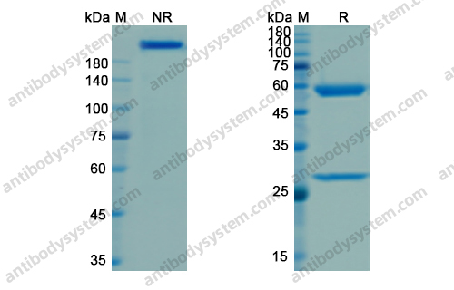 Research Grade Visilizumab