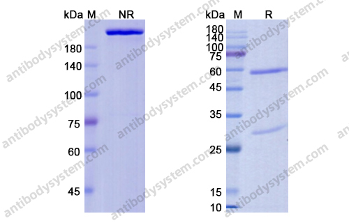 Research Grade Foralumab
