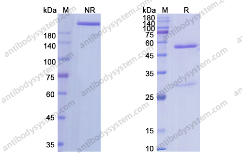 Research Grade Robatumumab