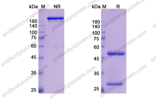Research Grade Emibetuzumab