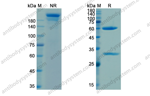 Research Grade Telisotuzumab
