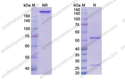 Research Grade Volociximab