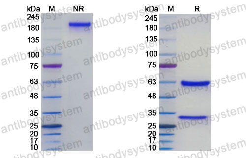Research Grade Inclocibart