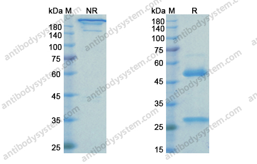 Research Grade Rinucumab