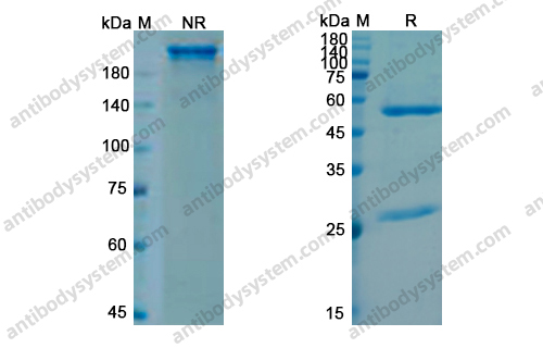 Research Grade Sutimlimab