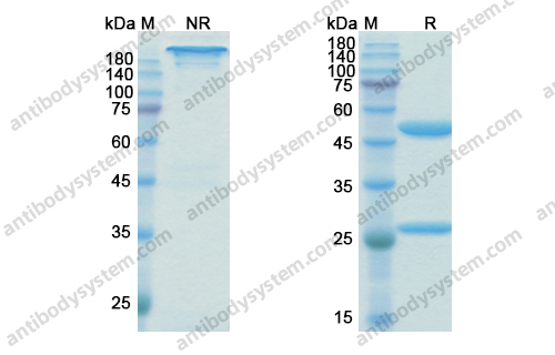 Research Grade Birtamimab