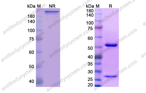 Research Grade Anti-Human IL8/CXCL8 Antibody (ABX-IL8)
