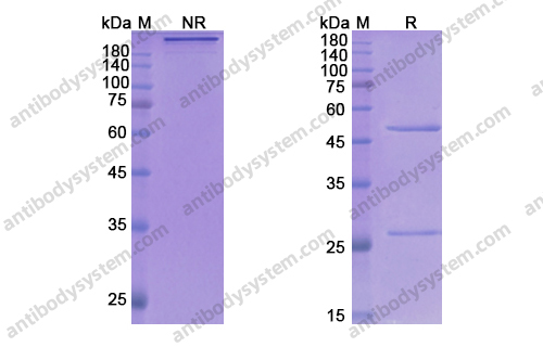 Research Grade Gosuranemab