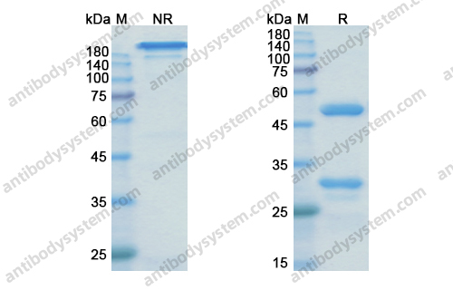 Research Grade Zagotenemab