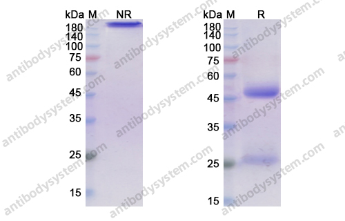 Research Grade Tilavonemab