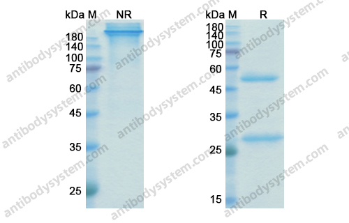 Research Grade Befovacimab