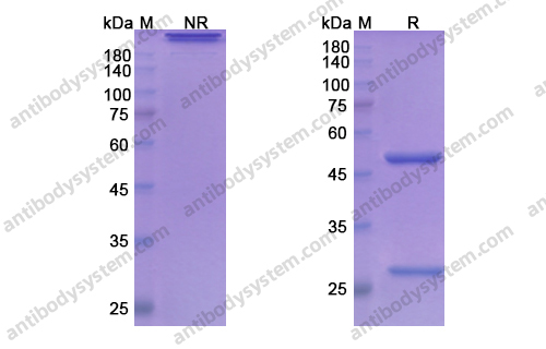 Research Grade Concizumab