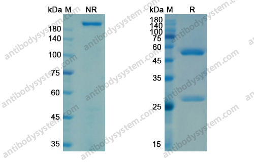 Research Grade Lilotomab